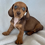 mini dachshund puppy