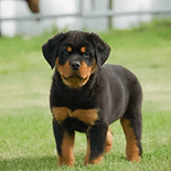 rottweiler puppy