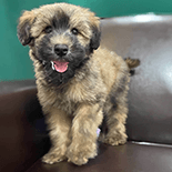 soft coated wheaten terrier puppy