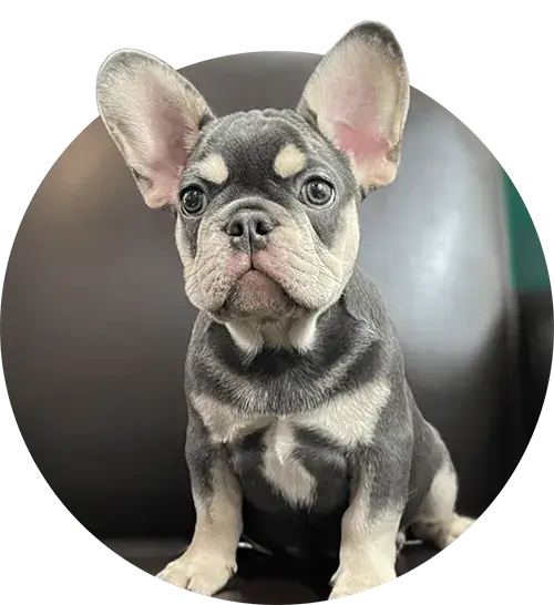 french bulldog puppy