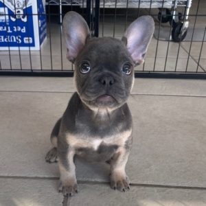French Bulldog Puppy for Sale