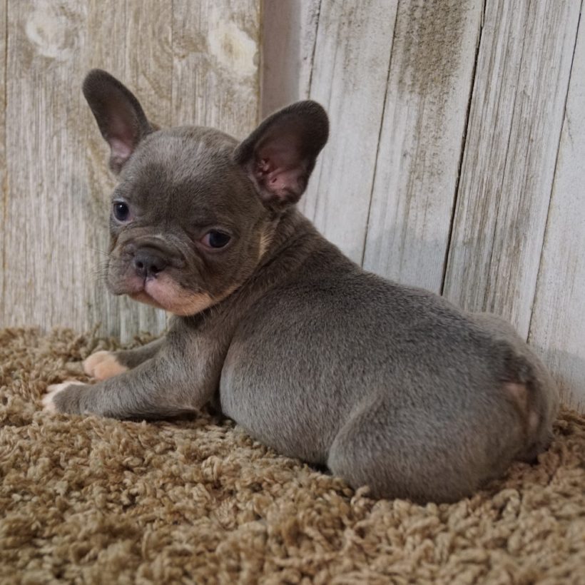 FRENCH BULLDOG FEMALE ID7364TF Central Park Puppies