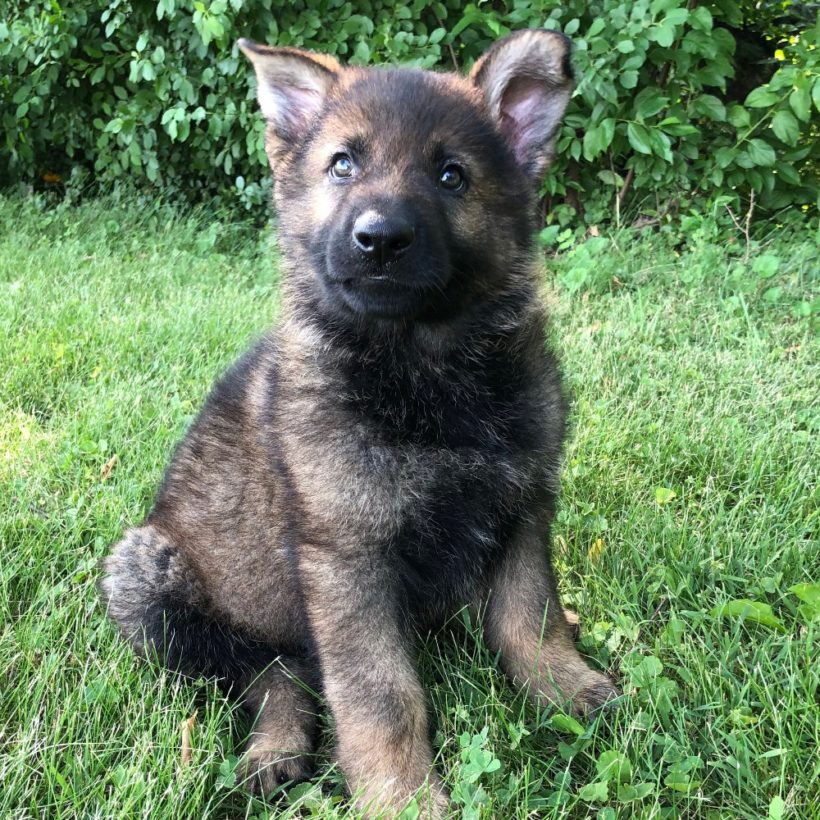 GERMAN SHEPHERD | MALE | ID:0783-MO – Central Park Puppies