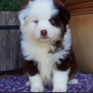 Miniature Australian Shepherd Puppy for Sale