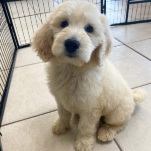 Standard Goldendoodle Puppy for Sale