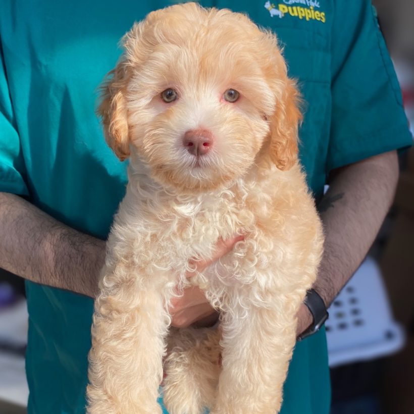 pucci pups cocker spaniel