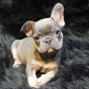 French Bulldog Puppy for Sale