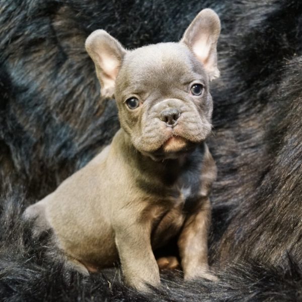 French Bulldog Puppy for Sale