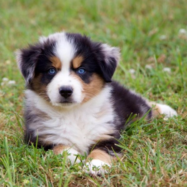 Miniature Australian Shepherd Puppy for Sale