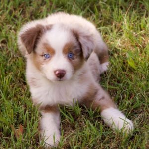 Miniature Australian Shepherd Puppy for Sale