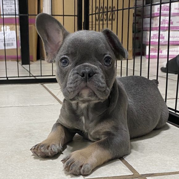 FRENCH BULLDOG MALE ID3079TF Central Park Puppies