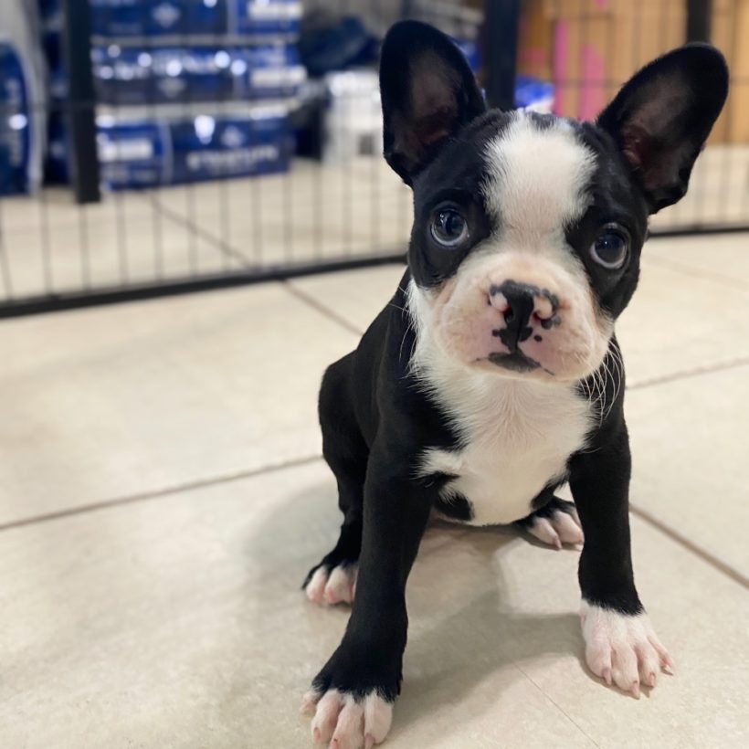 BOSTON TERRIER FEMALE ID2799NC Central Park Puppies