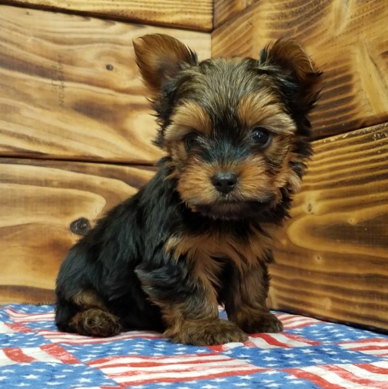 YORKSHIRE TERRIER | MALE | ID:4797-MK – Central Park Puppies