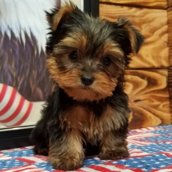 Yorkshire Terrier Puppy for Sale