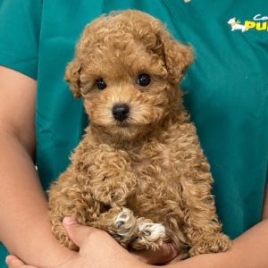 Poodle Puppy for Sale