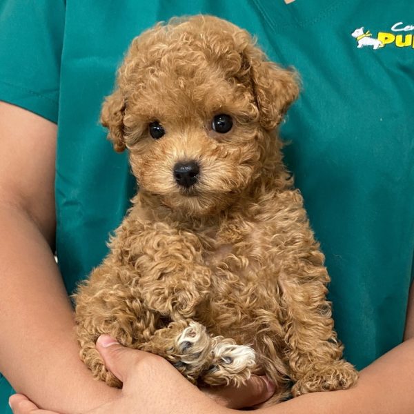 Poodle Puppy for Sale