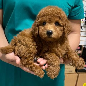 Poodle Puppy for Sale