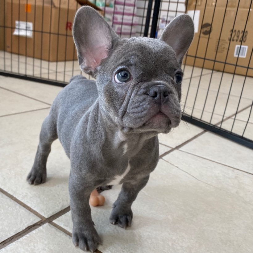 FRENCH BULLDOG MALE ID3086TF Central Park Puppies