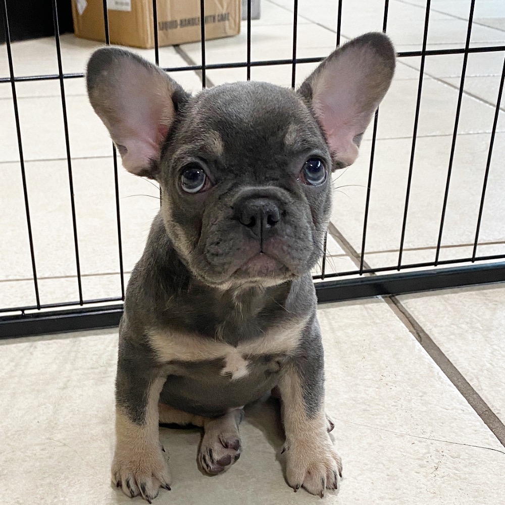 FRENCH BULLDOG | FEMALE | ID:7351-TF - Central Park Puppies