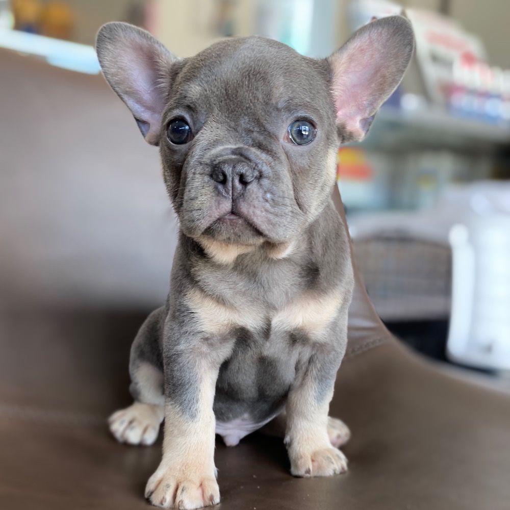 FRENCH BULLDOG MALE ID3087TF Central Park Puppies