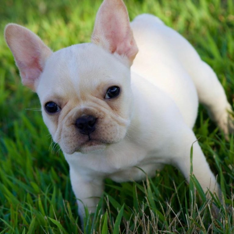FRENCH BULLDOG MALE ID6696LB Central Park Puppies