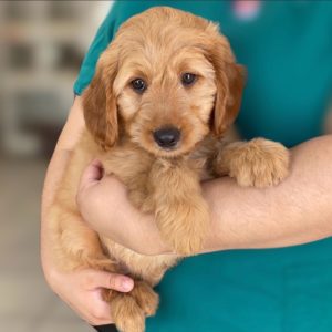 F1 Mini Goldendoodle Puppy for Sale