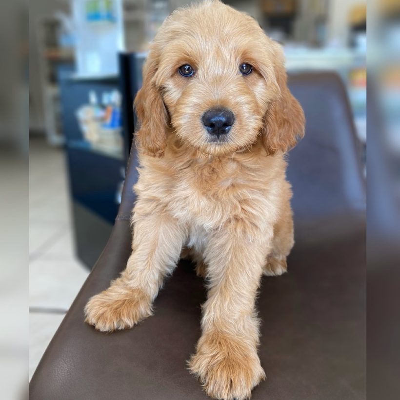 f1 teddybear goldendoodle