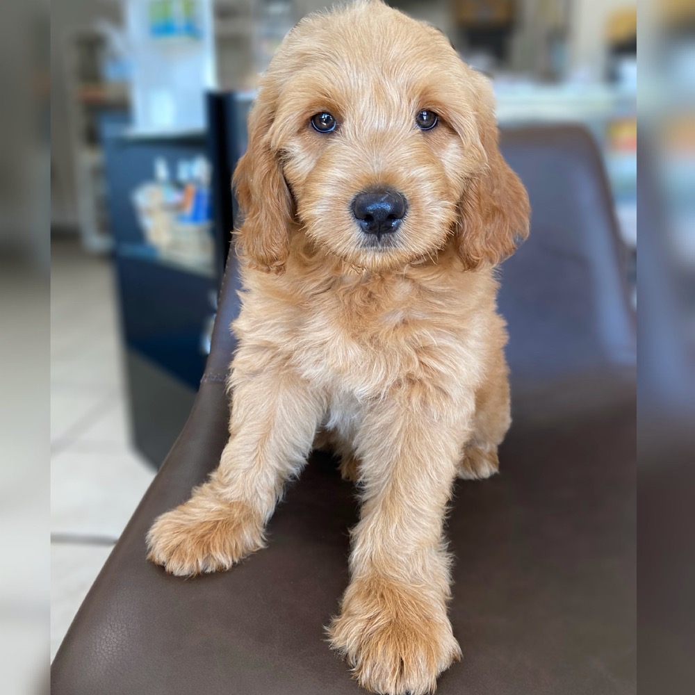 F1 MINI GOLDENDOODLE | MALE | ID:0148-JY – Central Park Puppies
