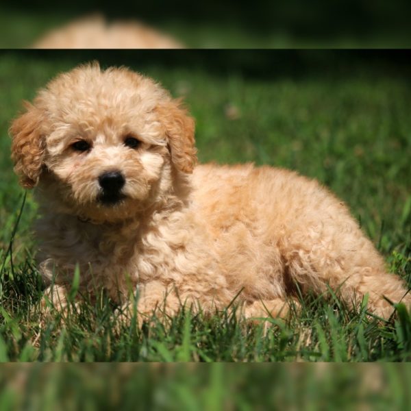 Mini Labradoodle F1b Puppy for Sale