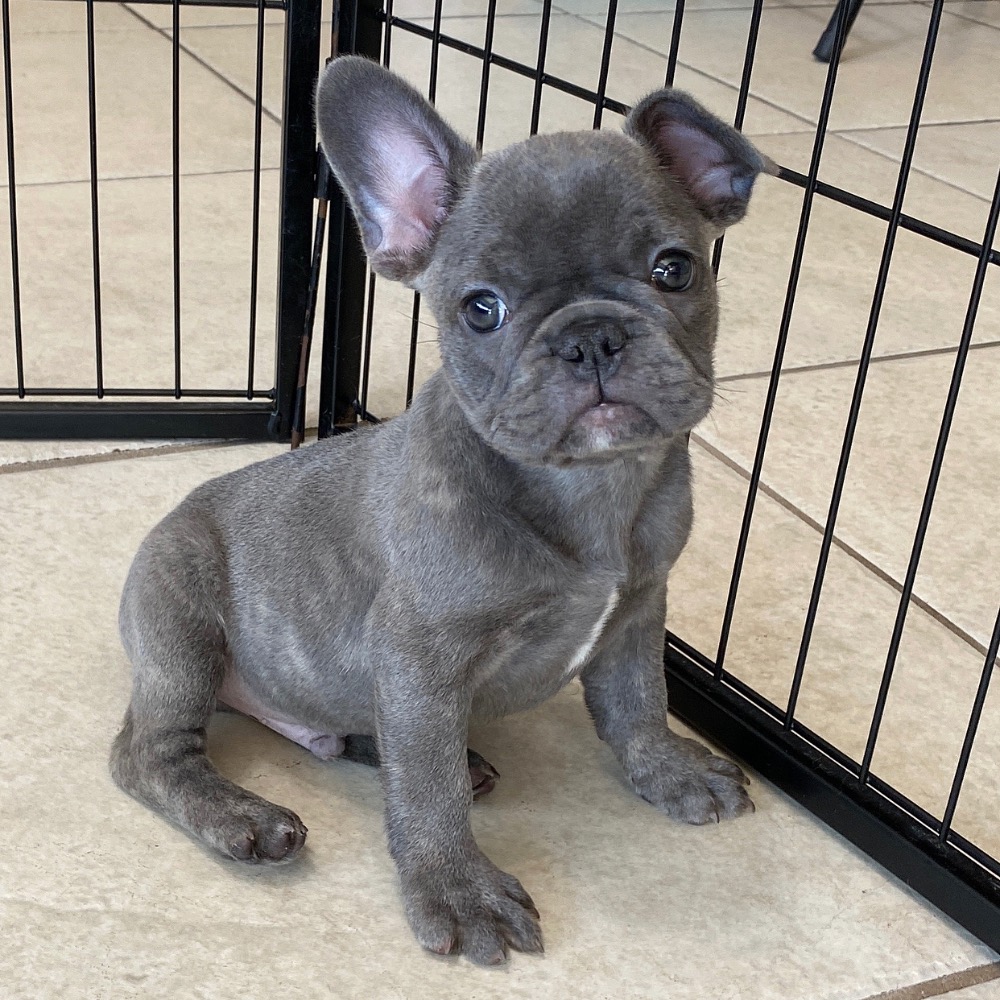 FRENCH BULLDOG MALE ID3094TF Central Park Puppies