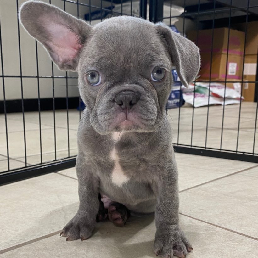 FRENCH BULLDOG MALE ID3126TF Central Park Puppies