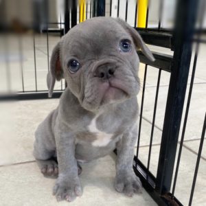 French Bulldog Puppy for Sale