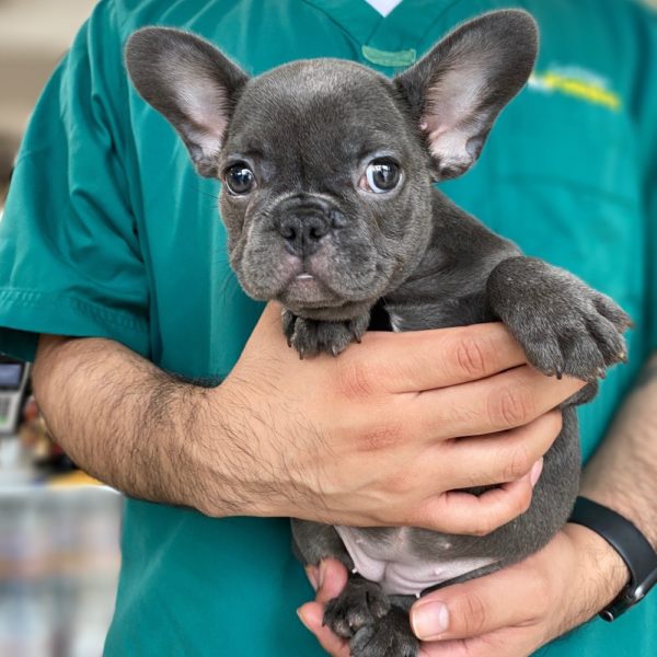 French Bulldog Puppy for Sale