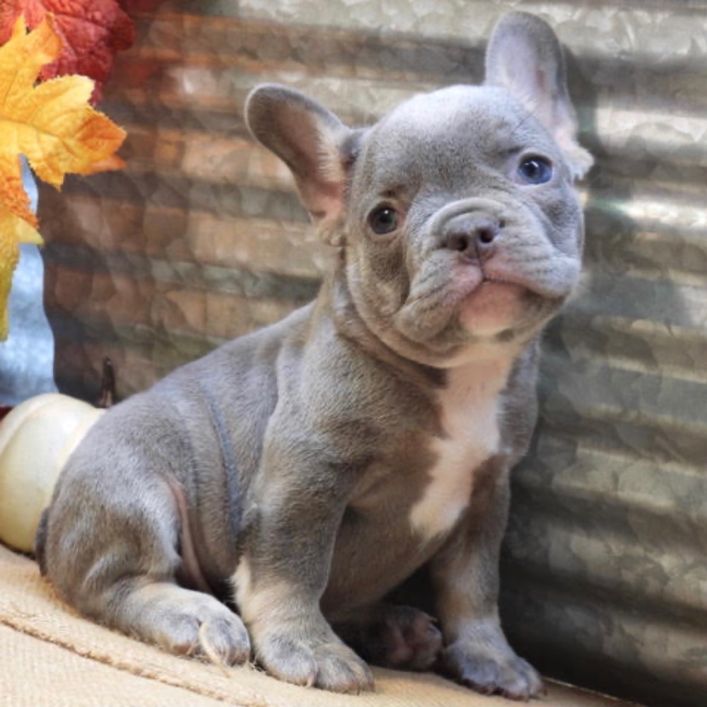 FRENCH BULLDOG MALE ID3143TF Central Park Puppies