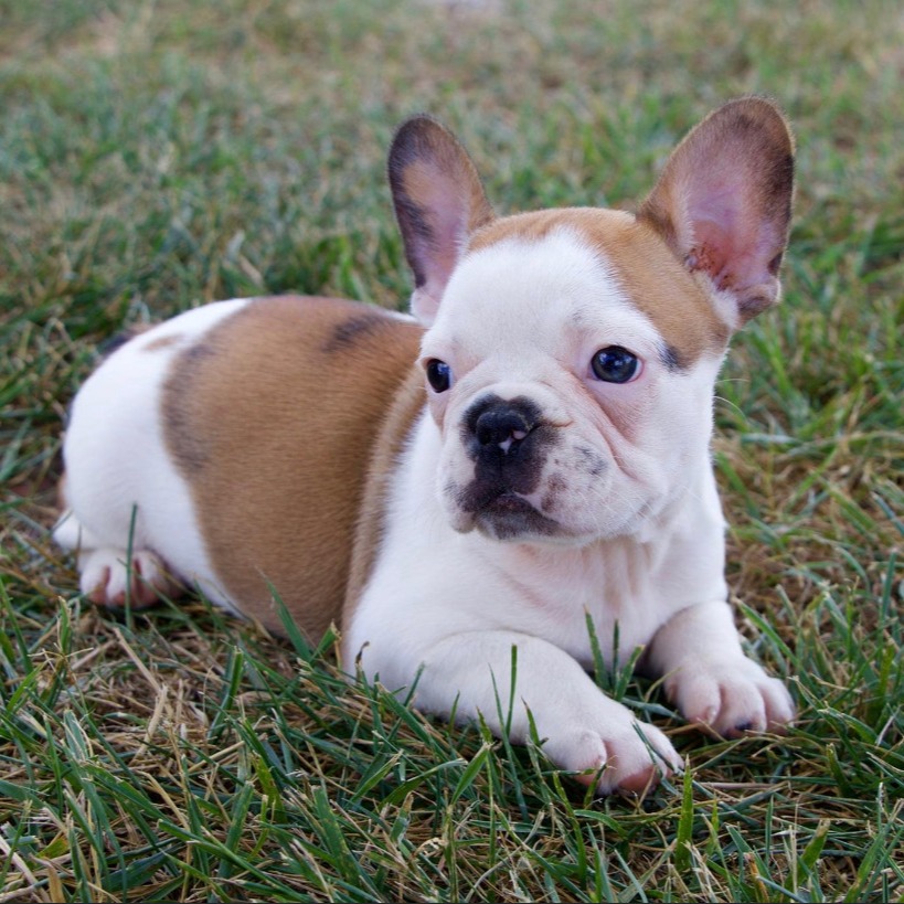 58 HQ Pictures Female French Bulldog Names 2020 - Lilac Female French Bulldog: Gianna-Sold Missouri - The ...