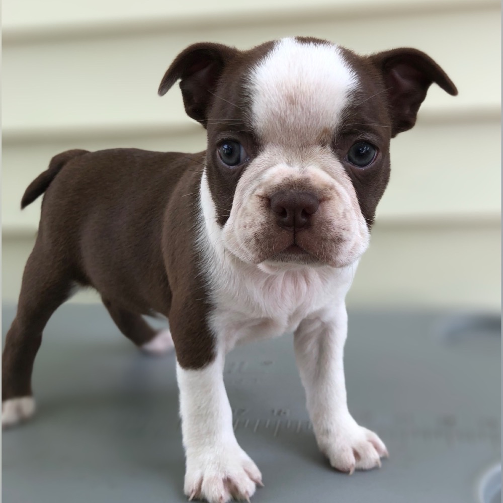 BOSTON TERRIER | FEMALE | ID:8238-CCS – Central Park Puppies