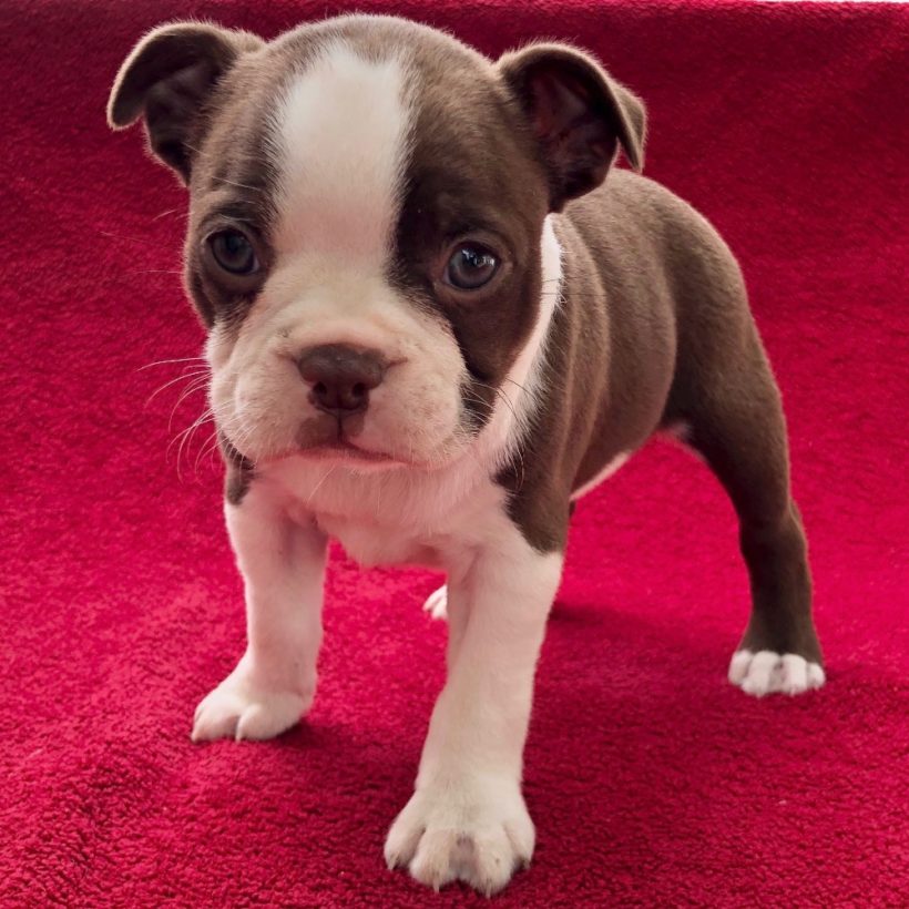 BOSTON TERRIER FEMALE ID8239CCS Central Park Puppies
