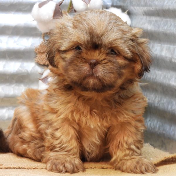 Shih Tzu Puppy for Sale