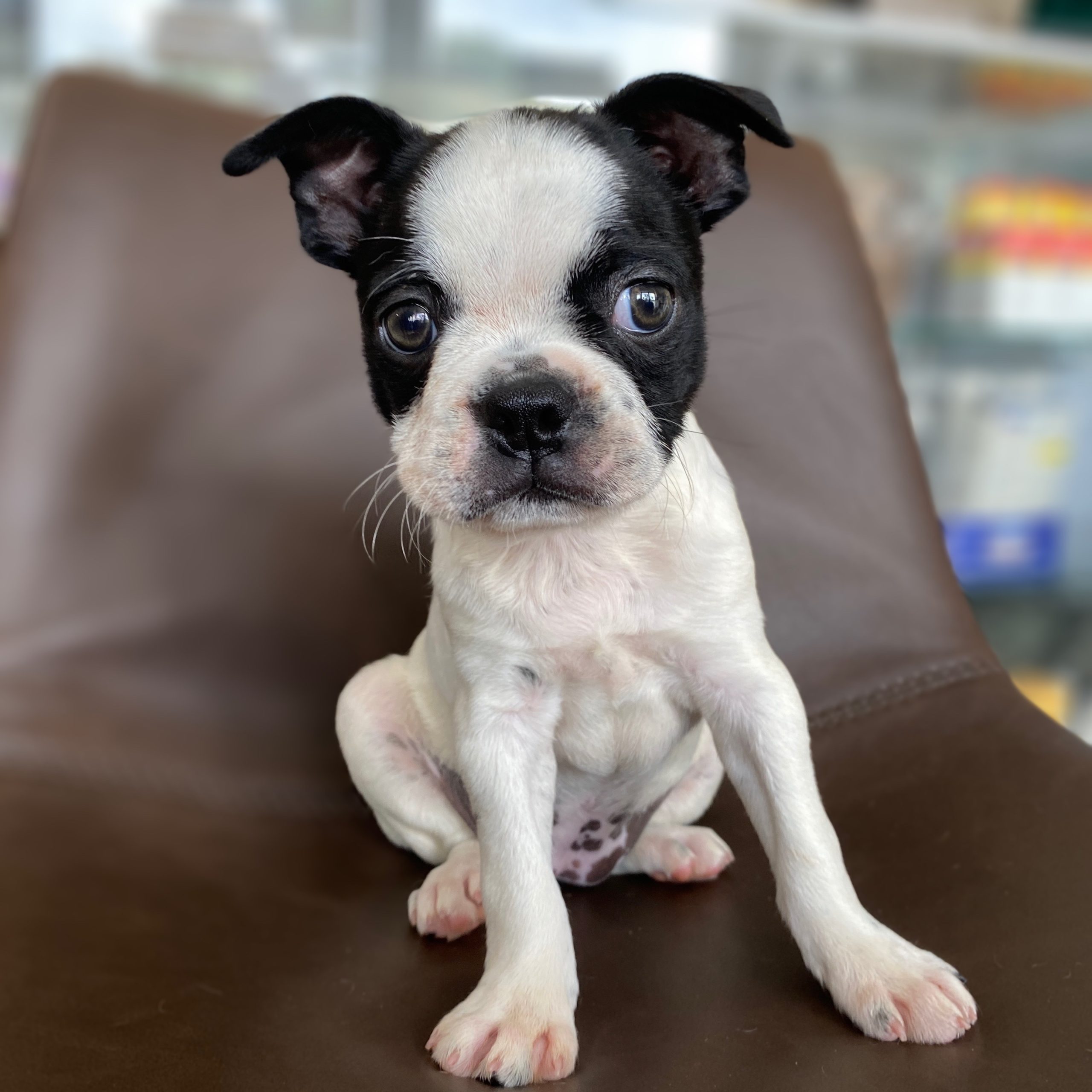 BOSTON TERRIER FEMALE ID8237CCS Central Park Puppies