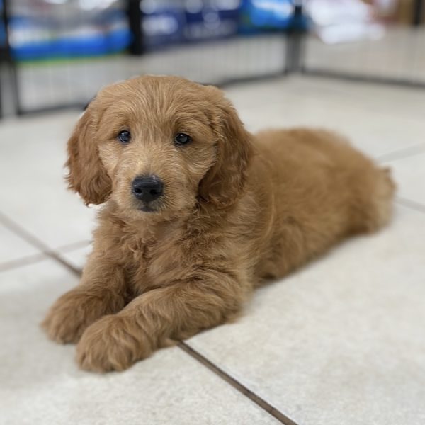 F1 Mini Goldendoodle Puppy for Sale