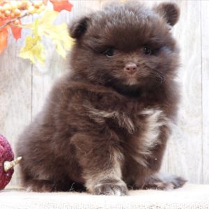 Pomeranian Puppy for Sale