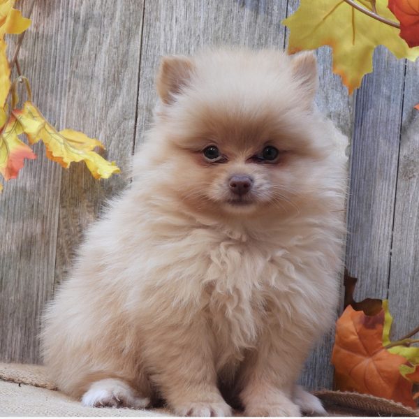 POMERANIAN MALE ID3135TF Central Park Puppies