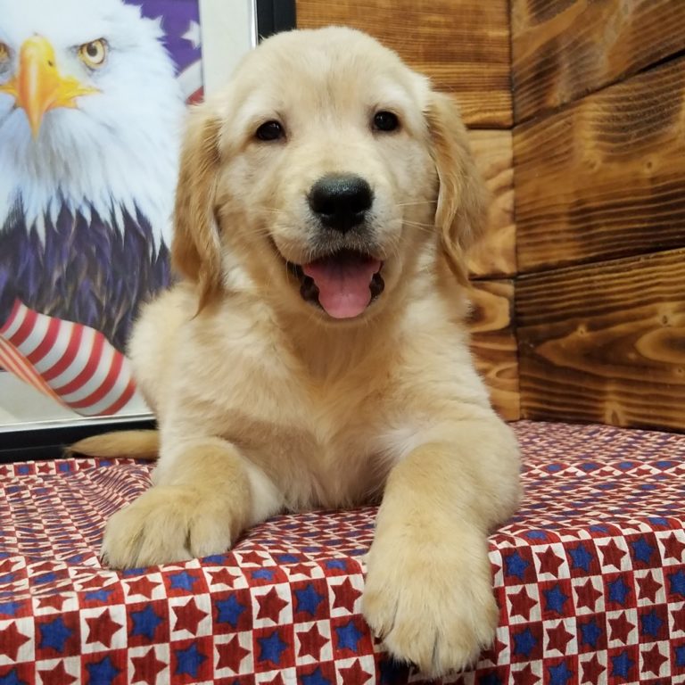 GOLDEN RETRIEVER | FEMALE | ID:8464-MK – Central Park Puppies