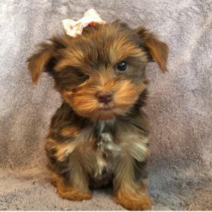 F1b Yorkie-poo Puppy for Sale
