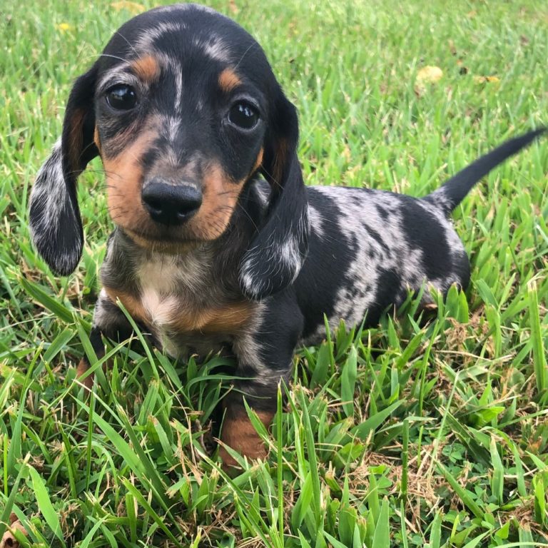 MINI DACHSHUND | MALE | ID:5527-CCS – Central Park Puppies