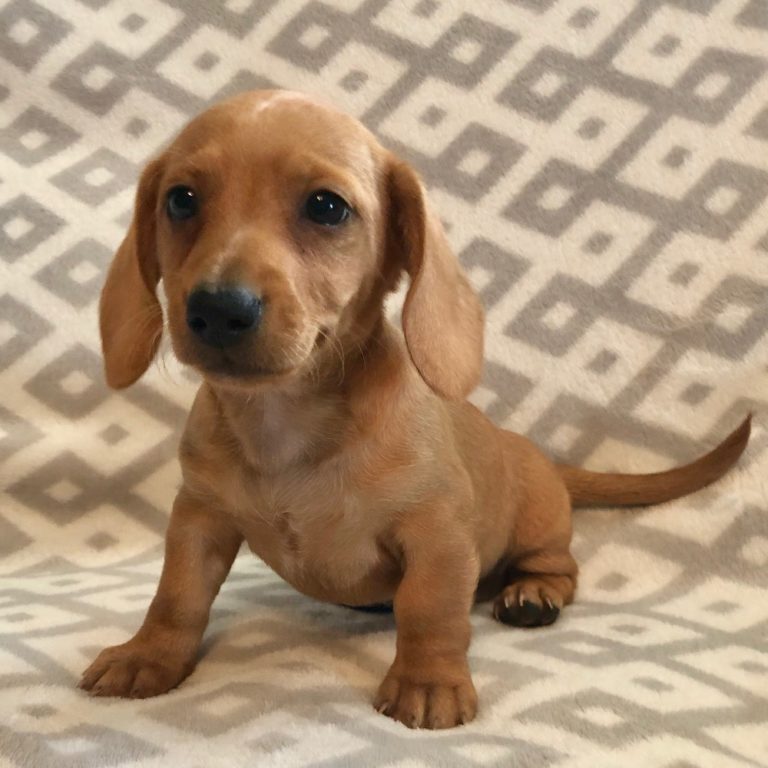 MINI DACHSHUND MALE ID5526CCS Central Park Puppies