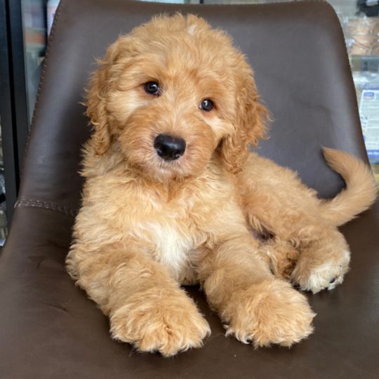 F2 Standard Goldendoodle Puppy for Sale