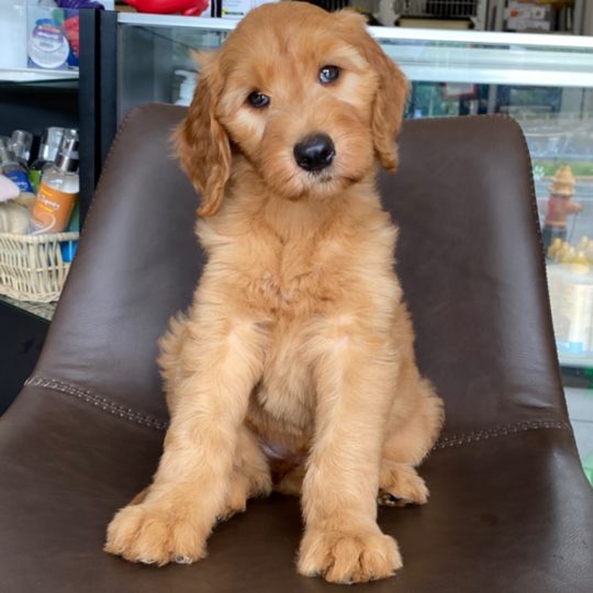 F2 Standard Goldendoodle Puppy for Sale