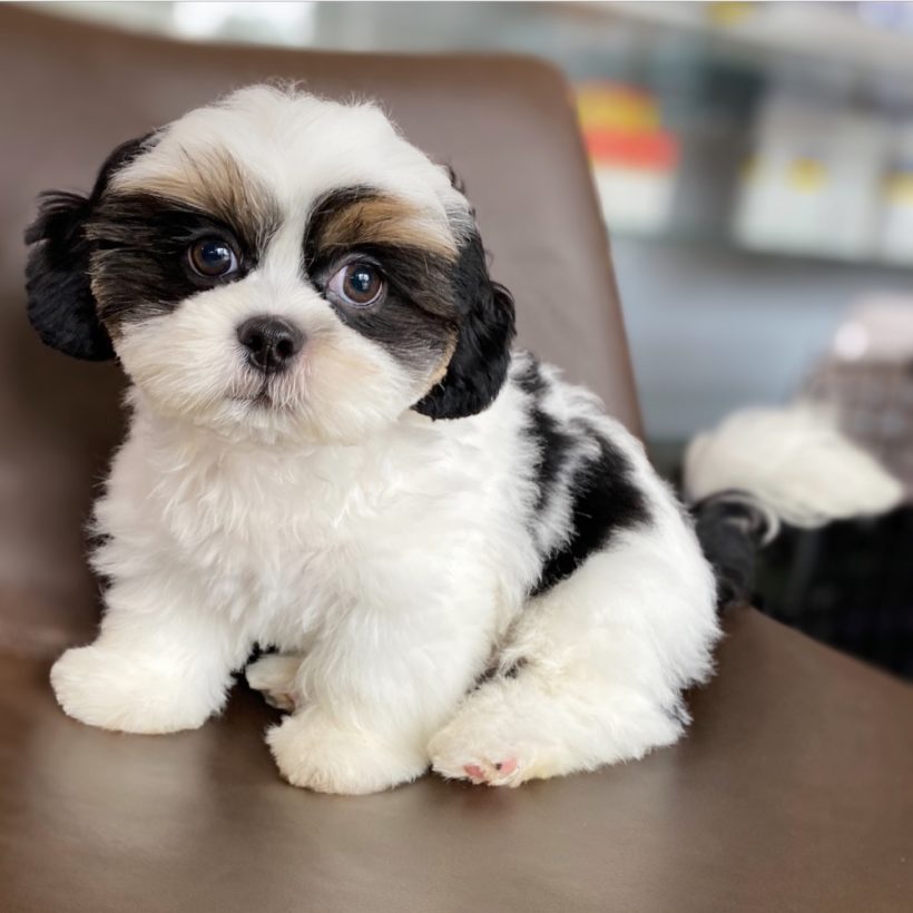 shih tzu squishmallow