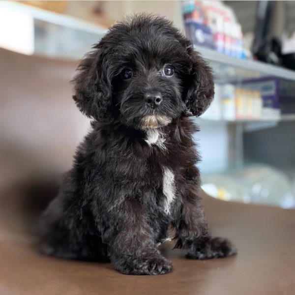 F1b Yorkie-poo Puppy for Sale